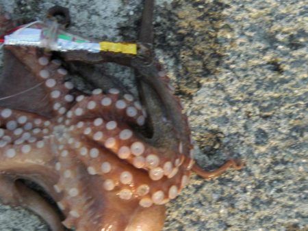 今日もタコ釣ったぞ！