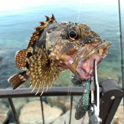 でかっ♪ガシラ