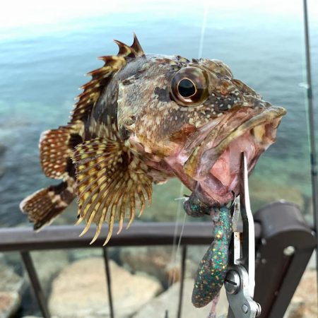 でかっ♪ガシラ