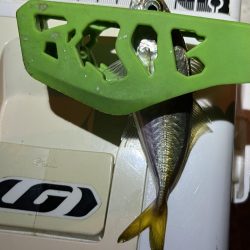 爆風お豆アジング