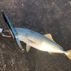 カンパチ狙いのはずが、、