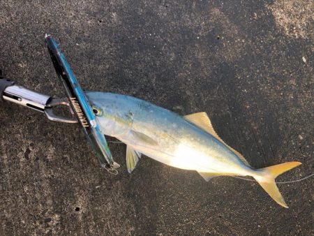 カンパチ狙いのはずが、、