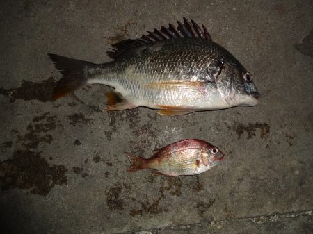 長い間アジに出会えずやっとアジに出会えました。