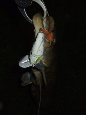 久々のポイントをランガン