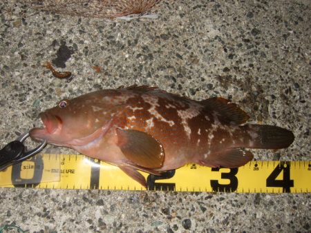 チヌ狙いでしたが