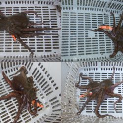 夕方からタコ釣り