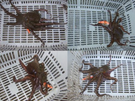 夕方からタコ釣り