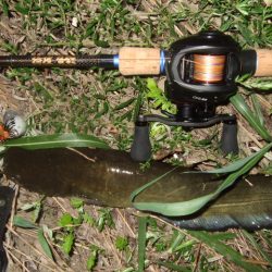 ニューロッドでナマズ