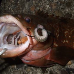 久々にベイトで