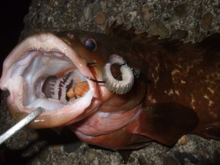 久々にベイトで