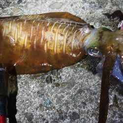 今シーズンもなんとか大型ゲット