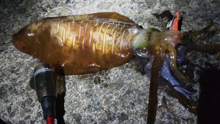 今シーズンもなんとか大型ゲット