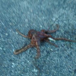 オクトパッシング