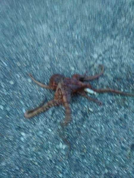 オクトパッシング