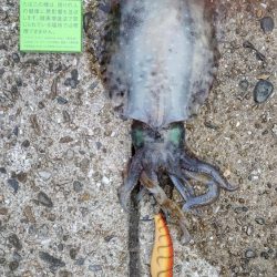 久しぶりにアオリゲット