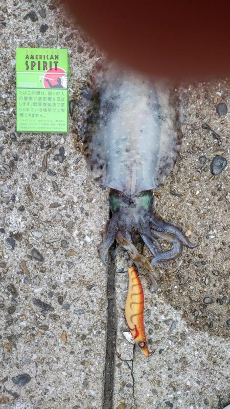 久しぶりにアオリゲット