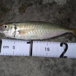 久しぶりの気持ち良い釣果