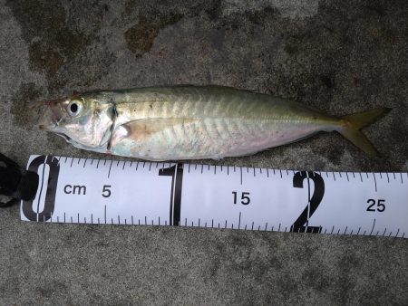 久しぶりの気持ち良い釣果