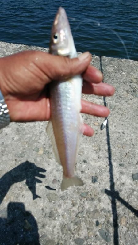 僅かな時合いを捉える事が出来ました