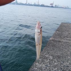 思わぬ大物が釣れました