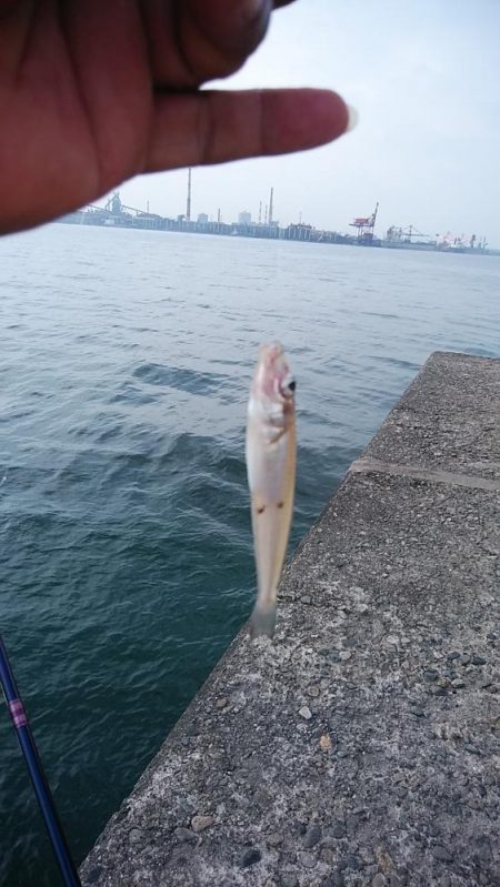 思わぬ大物が釣れました