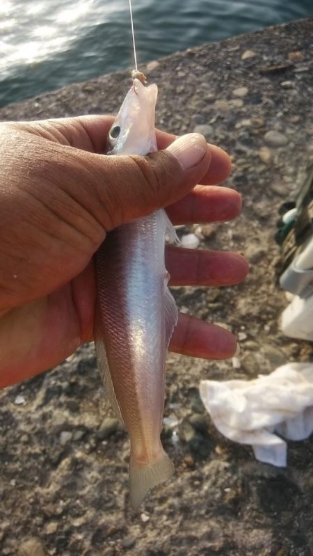 キス仕掛でタコが釣れました