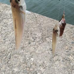 活性が上がらない播磨新島のキス