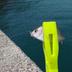 釣れそうで釣れない！