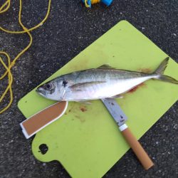 尺鯵自己記録更新