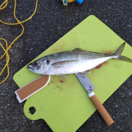 尺鯵自己記録更新