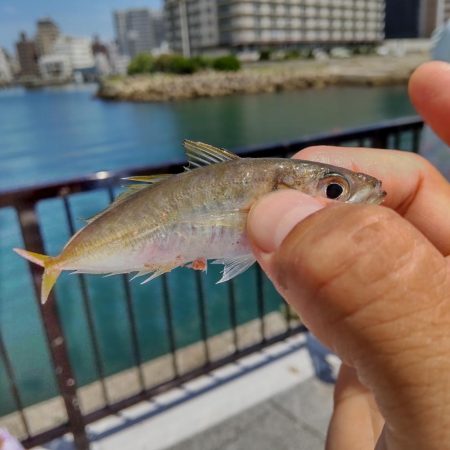 ファミリーフィッシング