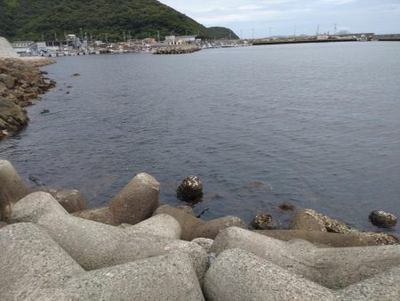 チヌはよくひく