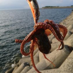 タコ釣り2回目