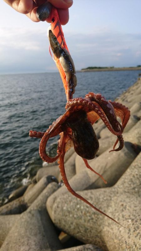タコ釣り2回目