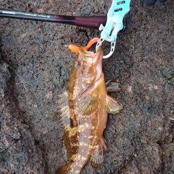 ロックフィッシュ