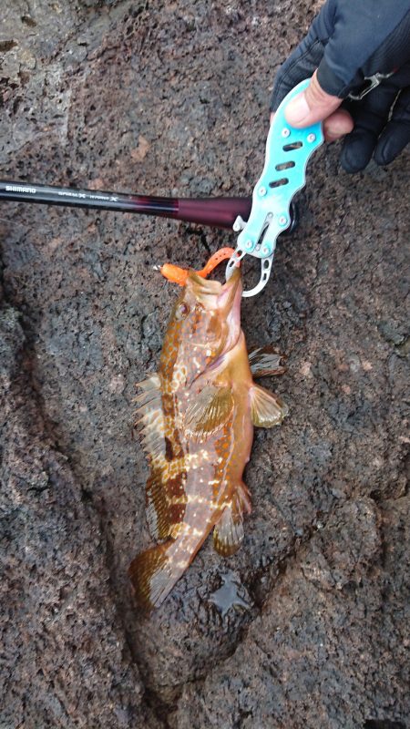 ロックフィッシュ