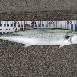 サゴシきたぁ～