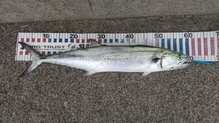 サゴシきたぁ～