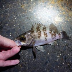 なぜか良型メバル?