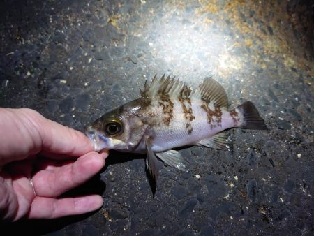 なぜか良型メバル?