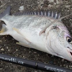 デイチニング初釣果