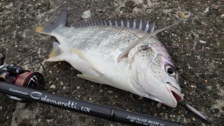 デイチニング初釣果
