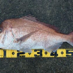 初ショアレッド