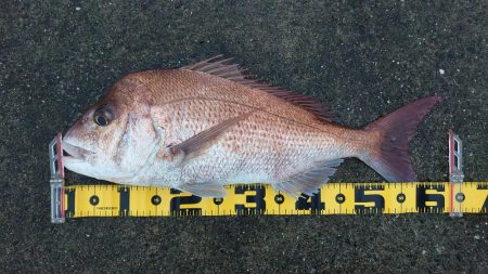 初ショアレッド