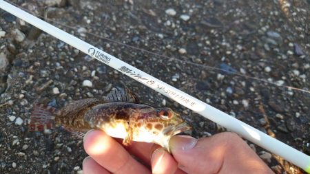 鱒レンジャー入魂