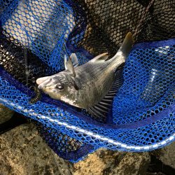 チヌハンターパート20