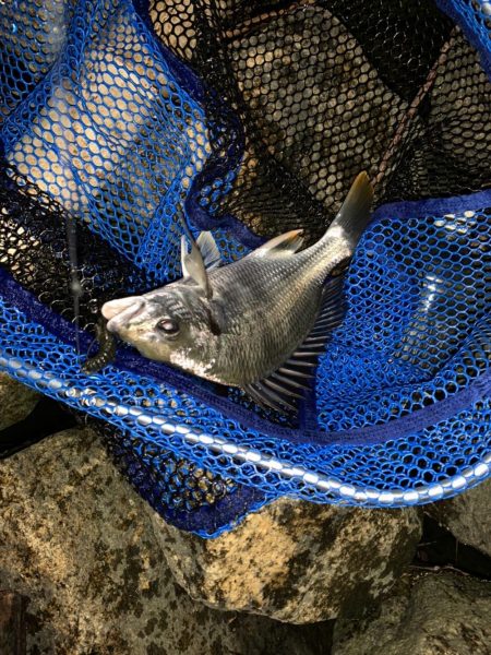 チヌハンターパート20