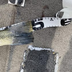 初めてミドストで釣れた^ ^