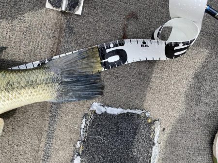 初めてミドストで釣れた^ ^