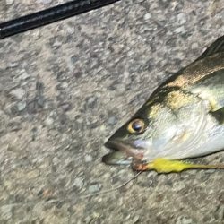 チーバスでした。